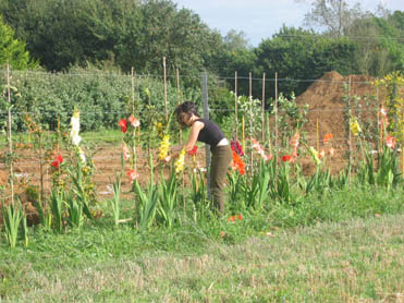 Les glaieuls en fleurs